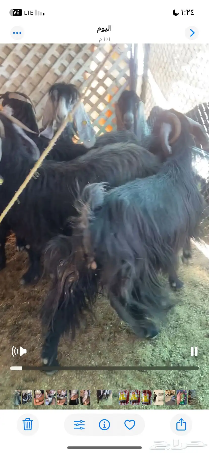 معزا عارضيت صنف كفو 1