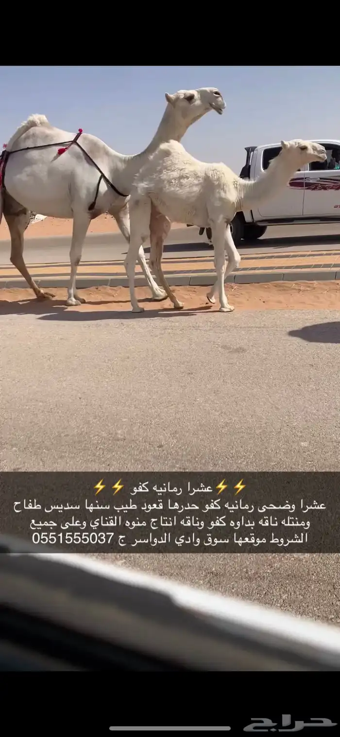 عشرا كفو منتج 0