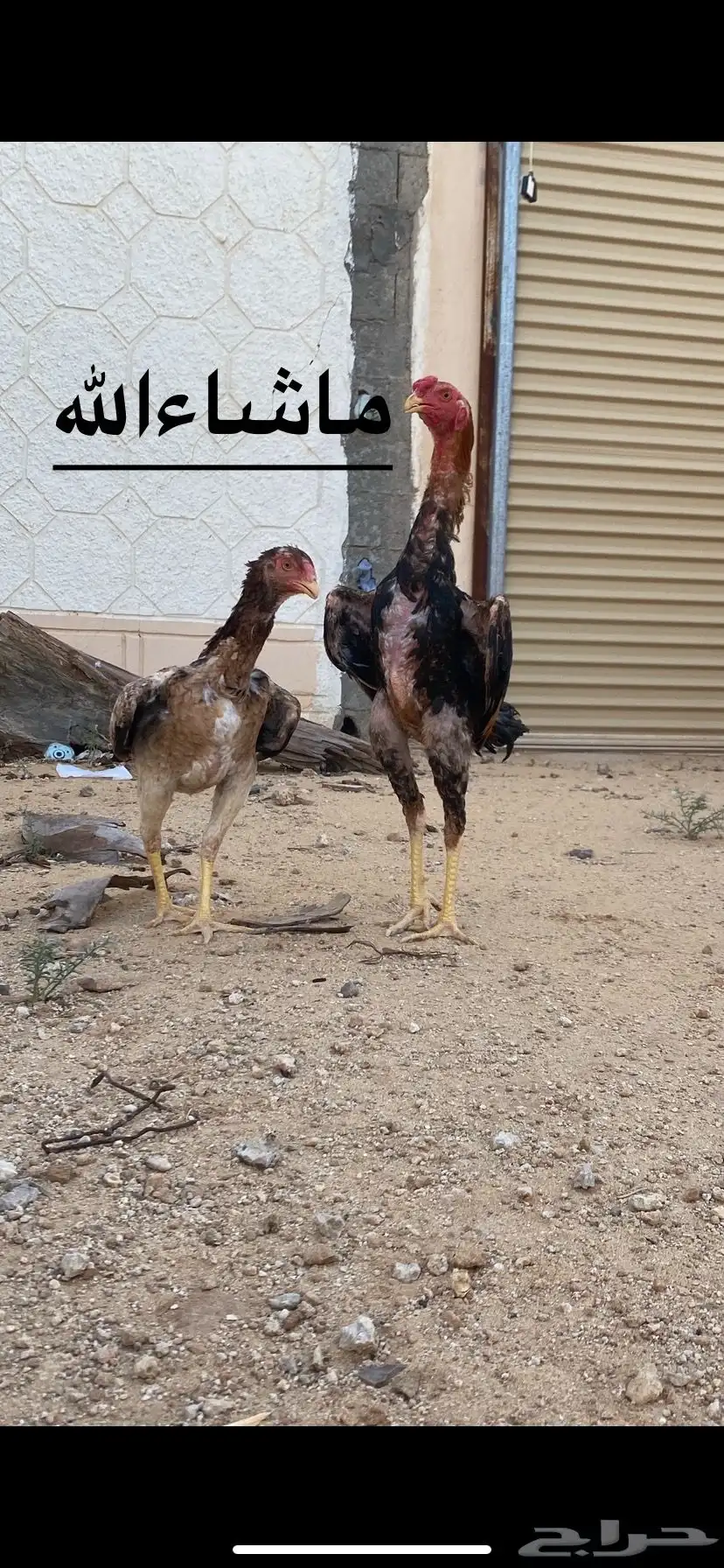 للبيع دجاج شامو يباني اصلي 1