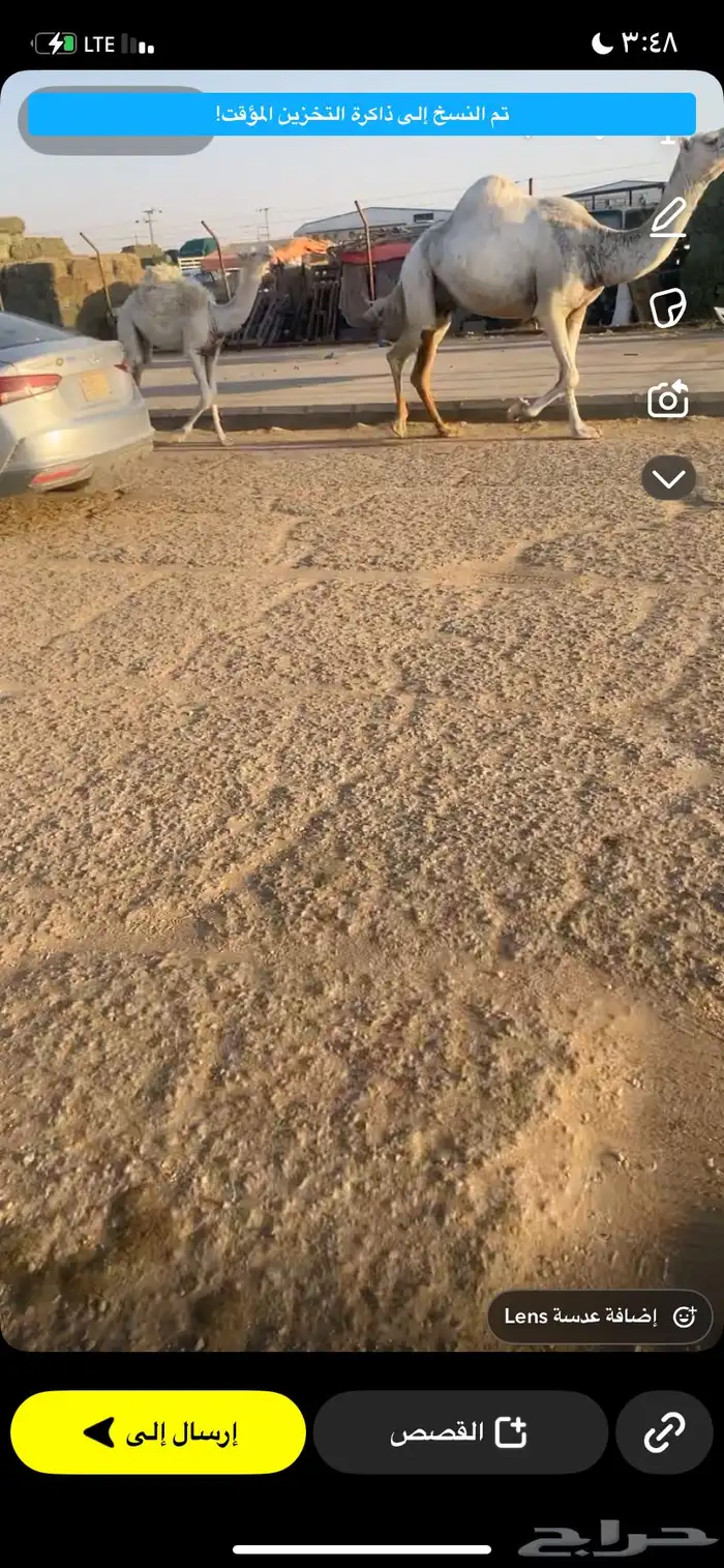 للبيع العشراء الي حدره قعود 0