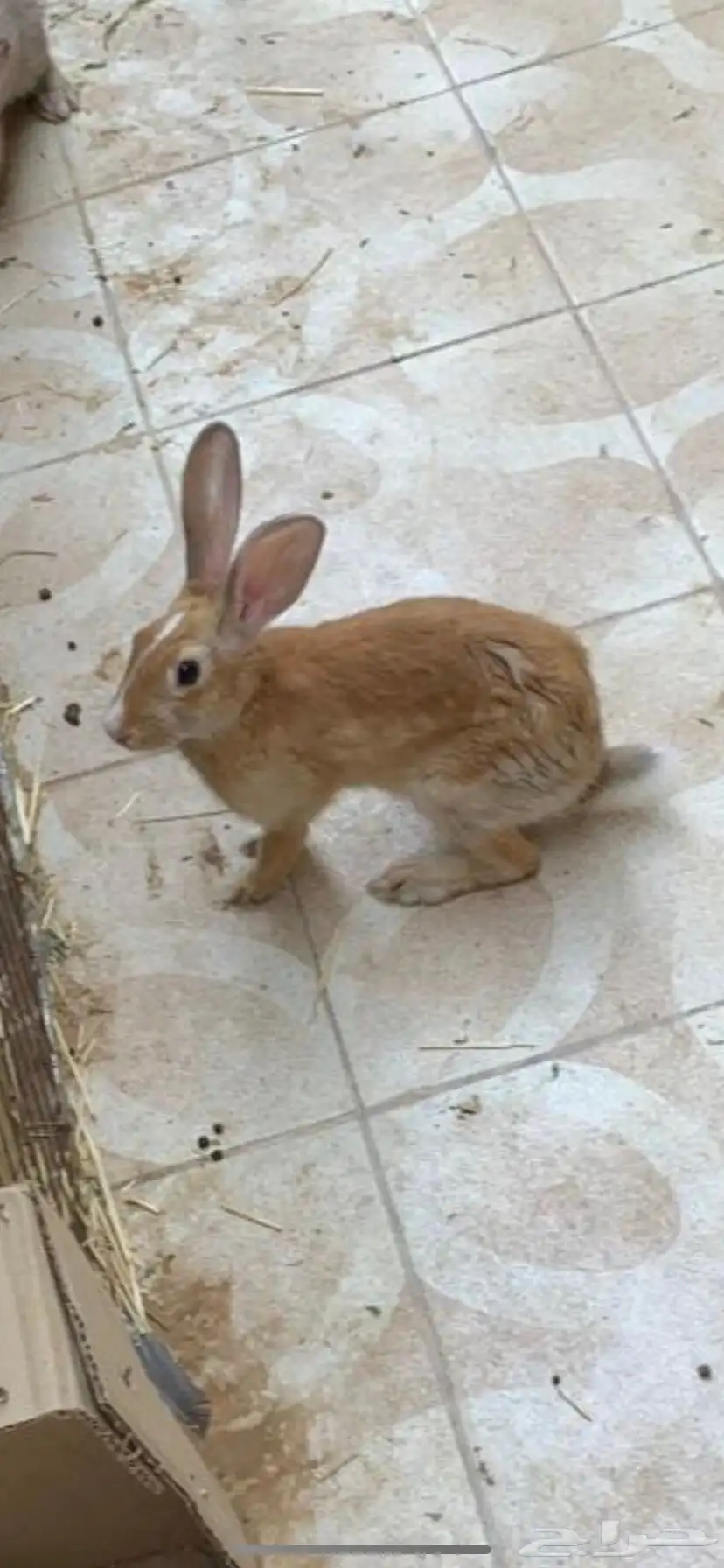 ارنب ذكر عمره 3 شهور 0