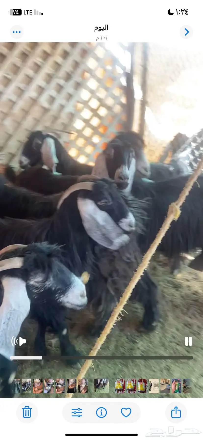 معزا عارضيت صنف كفو 0