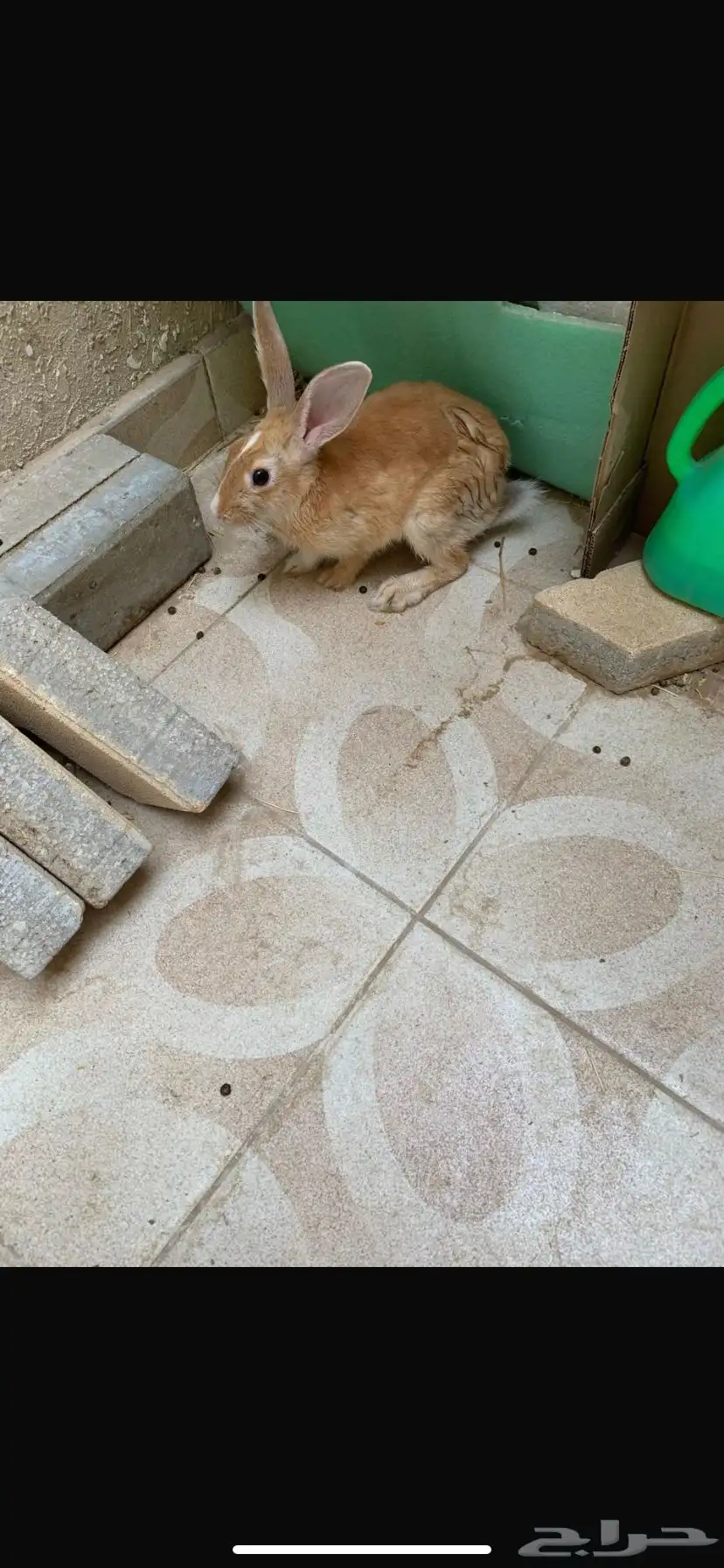 ارنب ذكر عمره 3 شهور 2