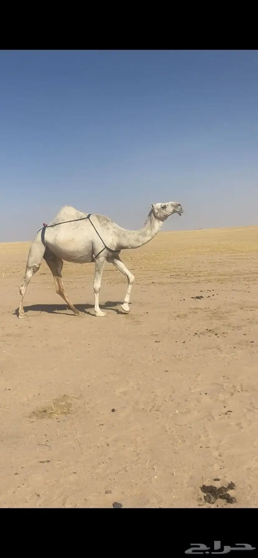 لقحه 0