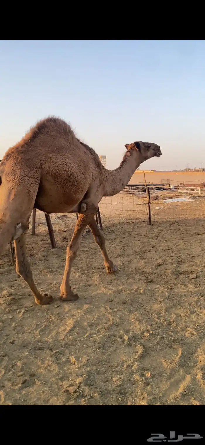 حشو مفاريد فاخره 2