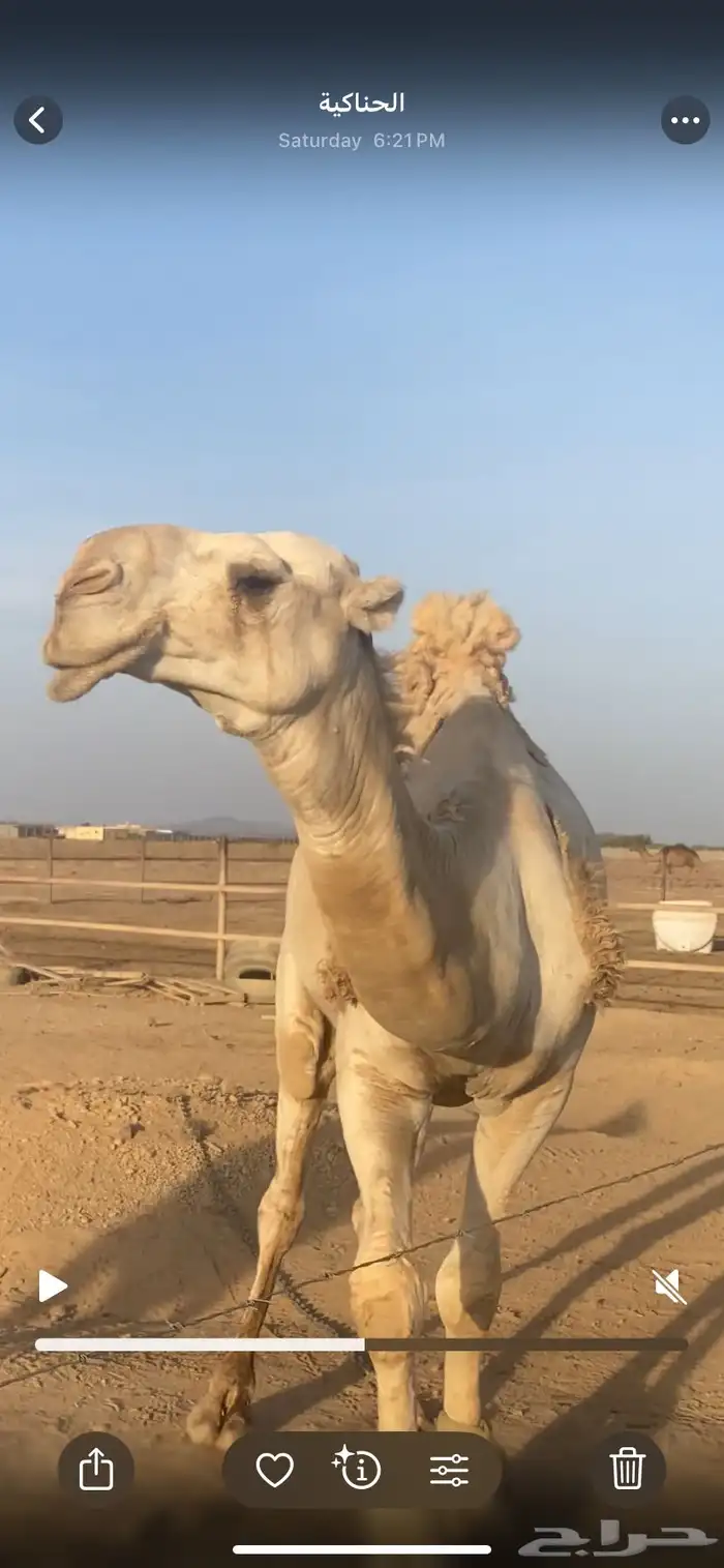 فحل باتلي 2