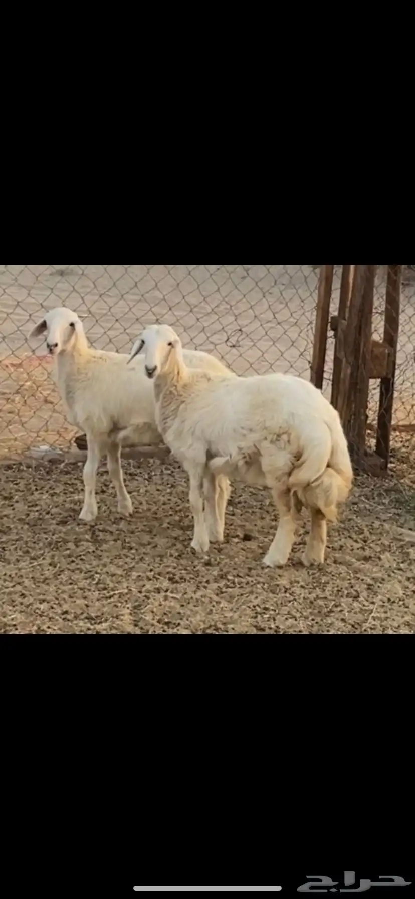 ذبايح للبيع طليان وتيوس 5