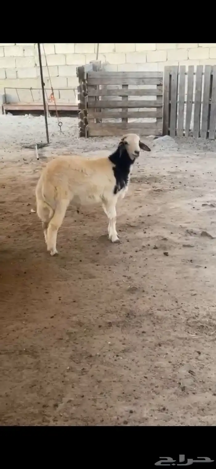 طلي فل شحم تم البيع 1