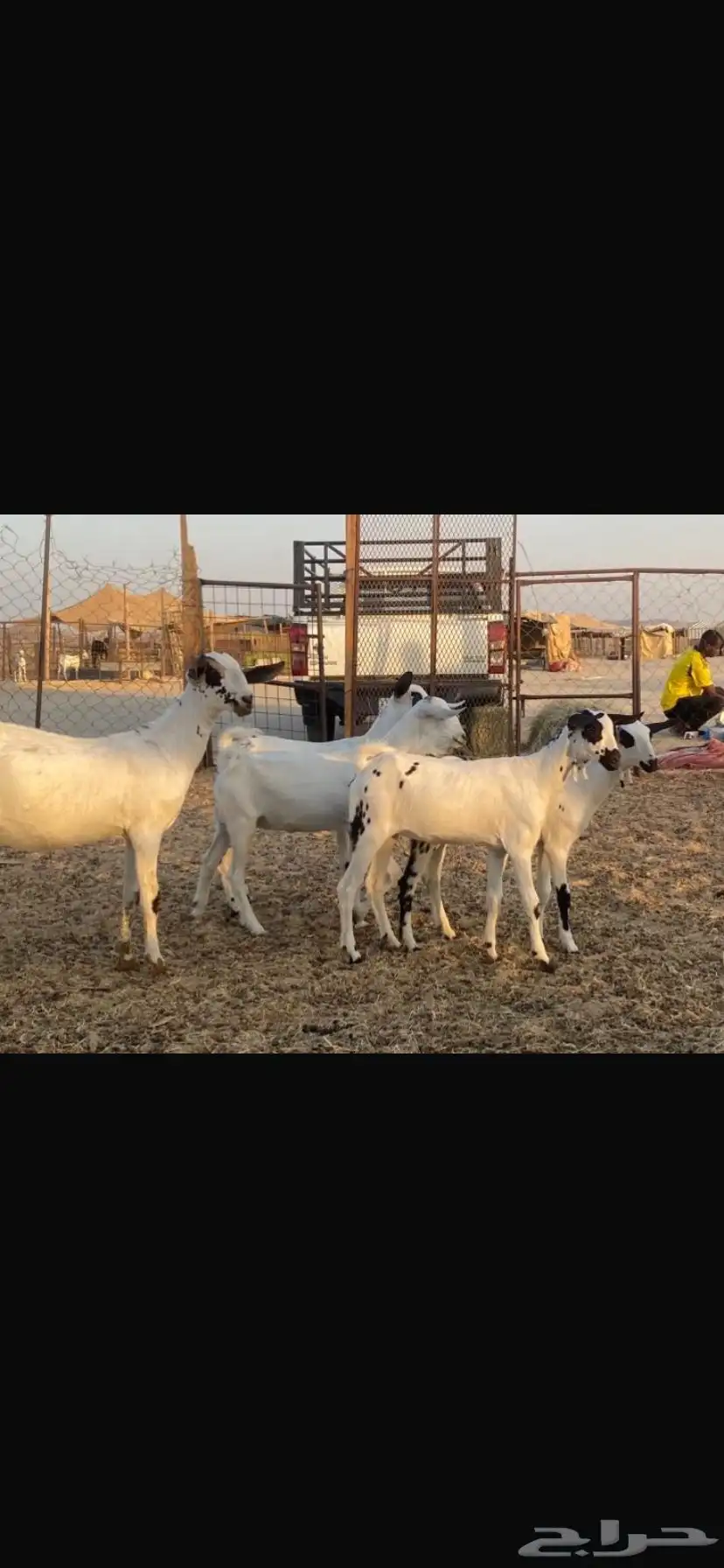 ذبايح للبيع طليان وتيوس 6