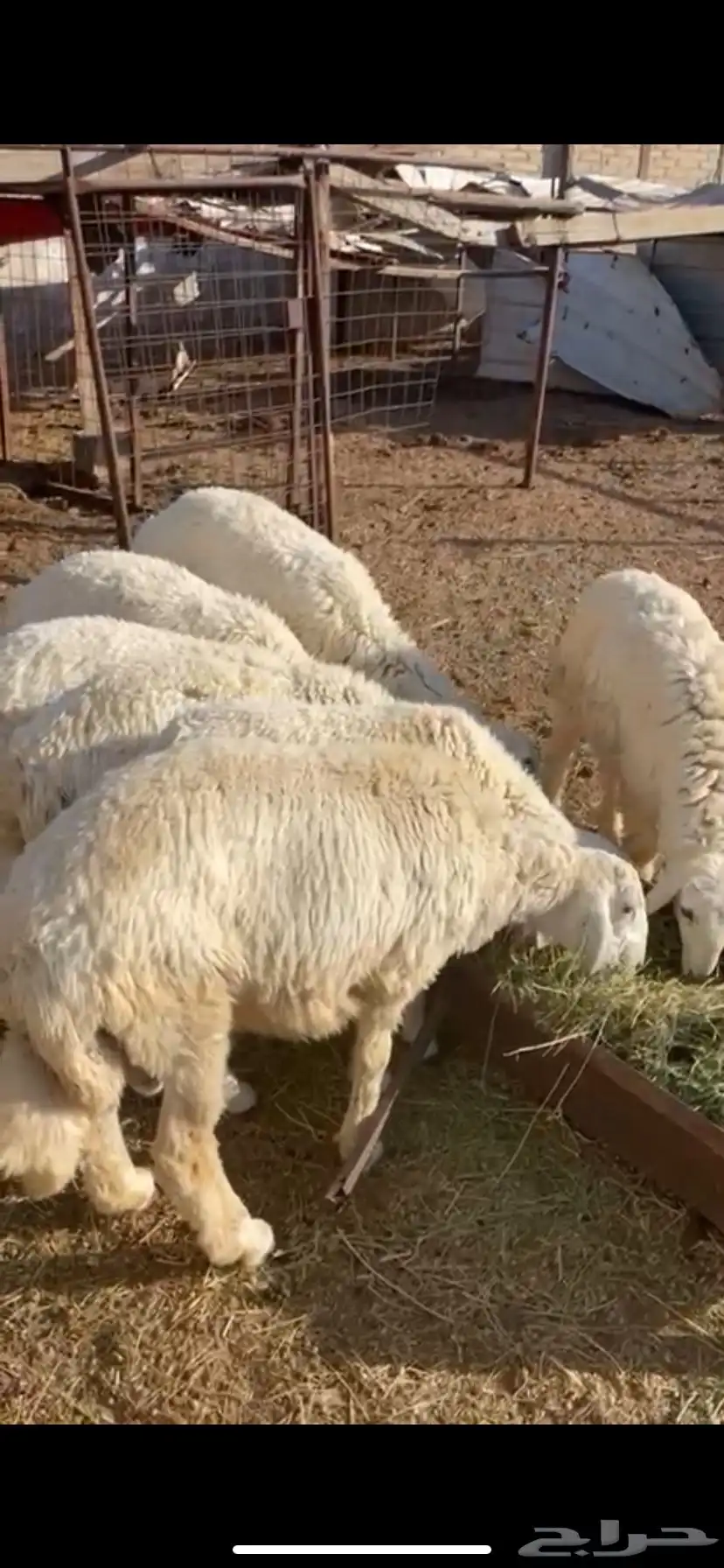 7 طليان للبيع جمله 0