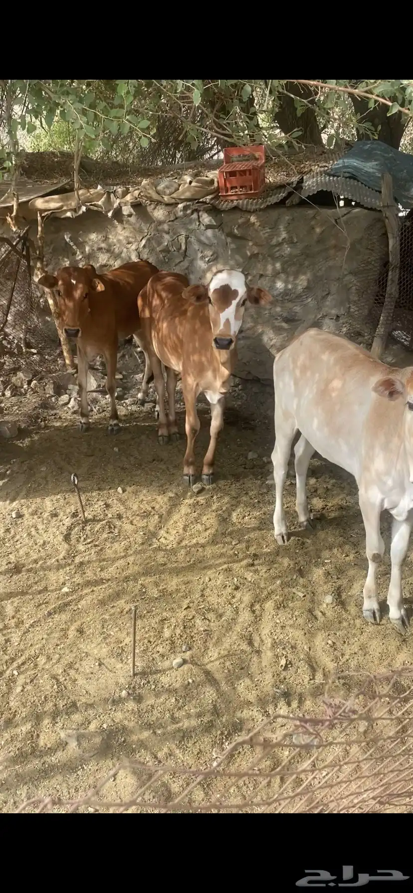 للبيع اثنين ثيران وبقره وحسيلتين 0