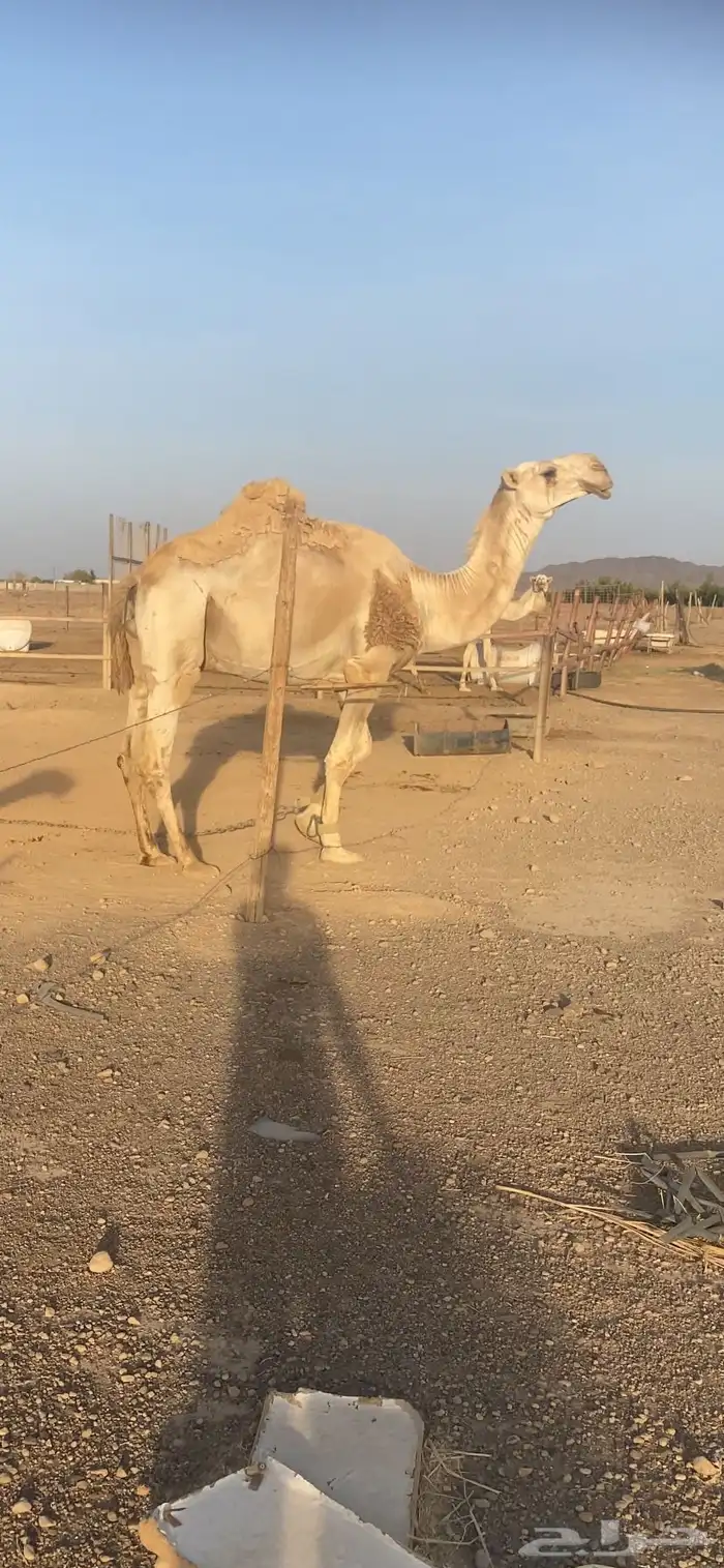 فحل باتلي 1