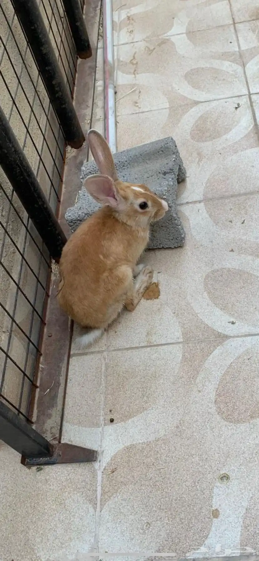 ارنب ذكر عمره 3 شهور 1