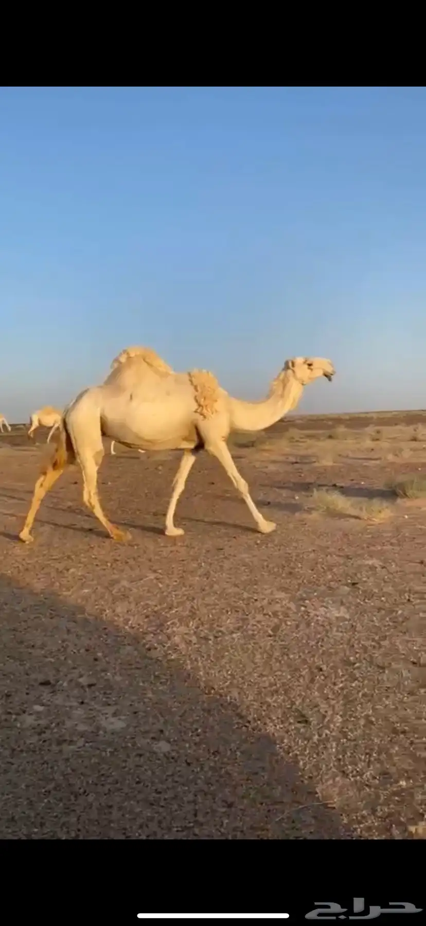 ناقه معشر تو بان عشارها لها سبوعين وطيبه 0