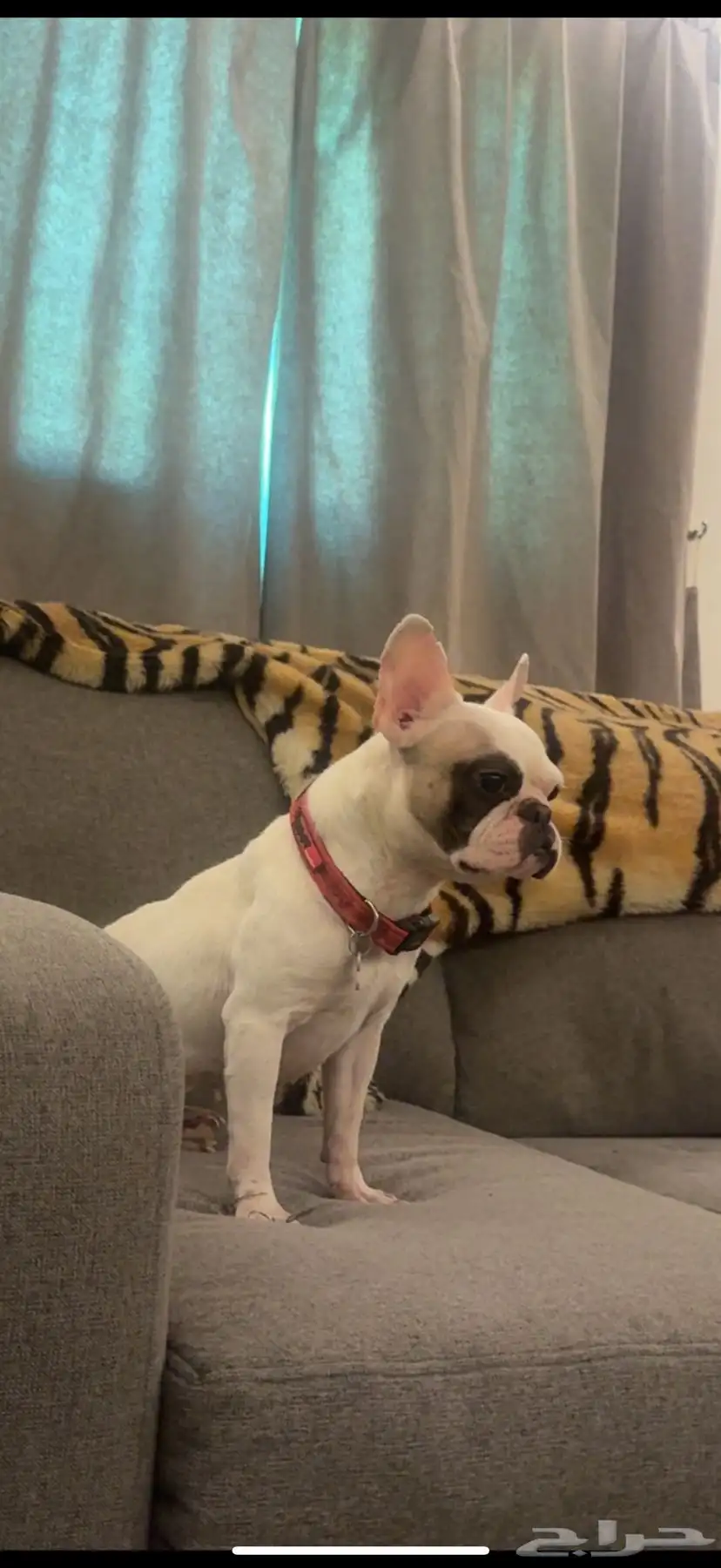 فرنش بولدوق french bulldog 1