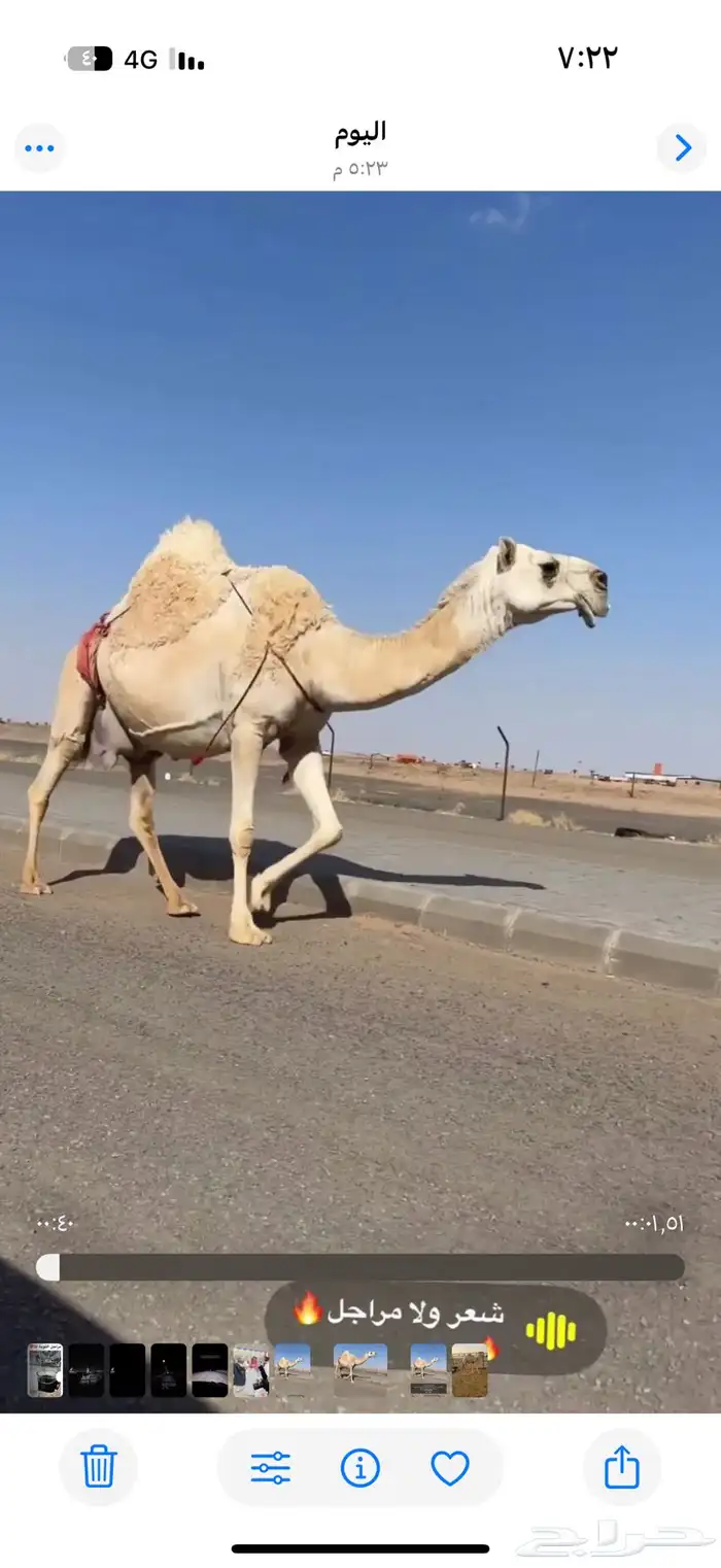 خلفه كفو بدويه تحتها قعود 0