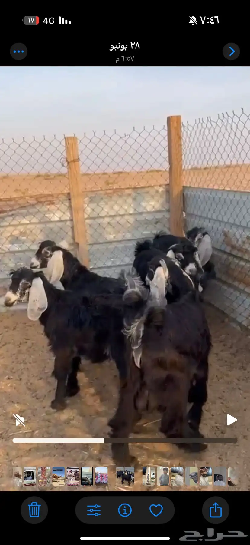6 تيوس 3