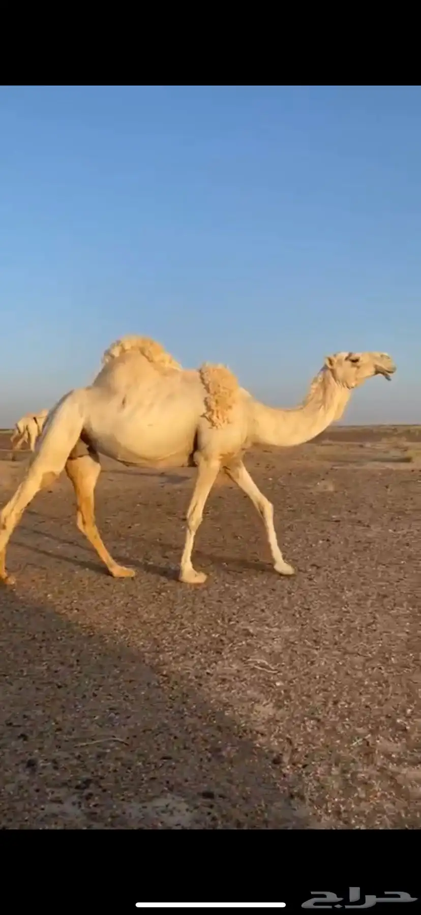 ناقه معشر تو بان عشارها لها سبوعين وطيبه 1