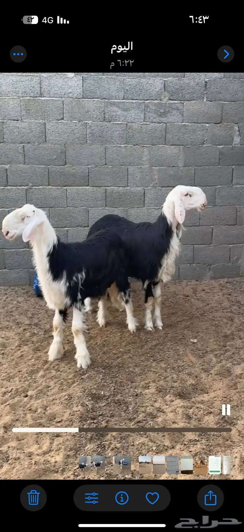 طليان نجد جذعان صنف مغلقات شحم إلى يدور للفحول الطيبه 0