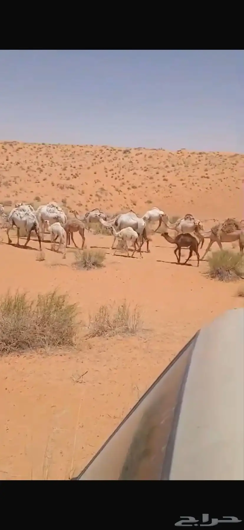 للبيع العدد 23 1