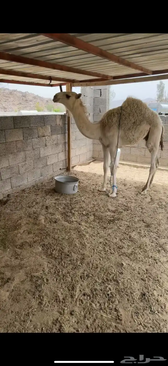 قعود مشروع فحل 1
