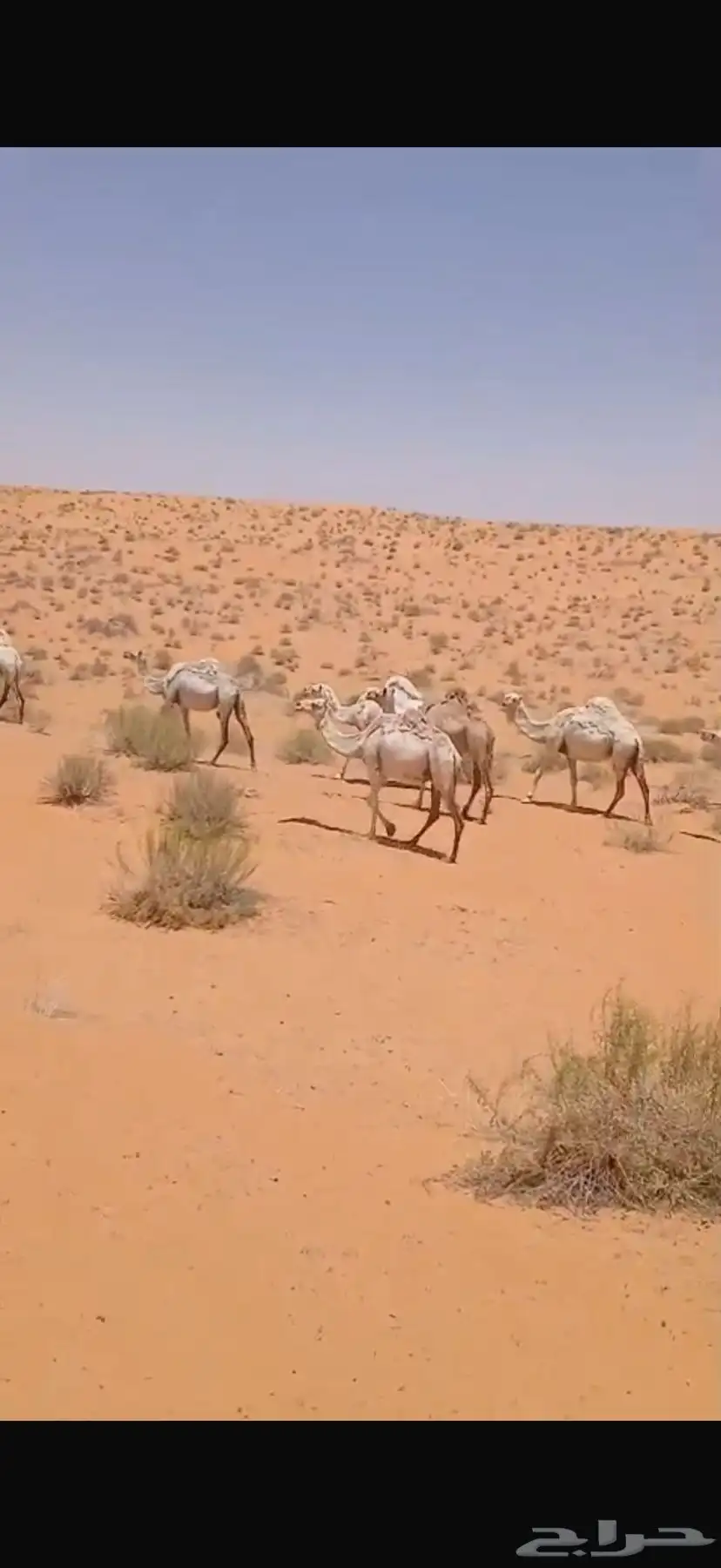 للبيع العدد 23 2