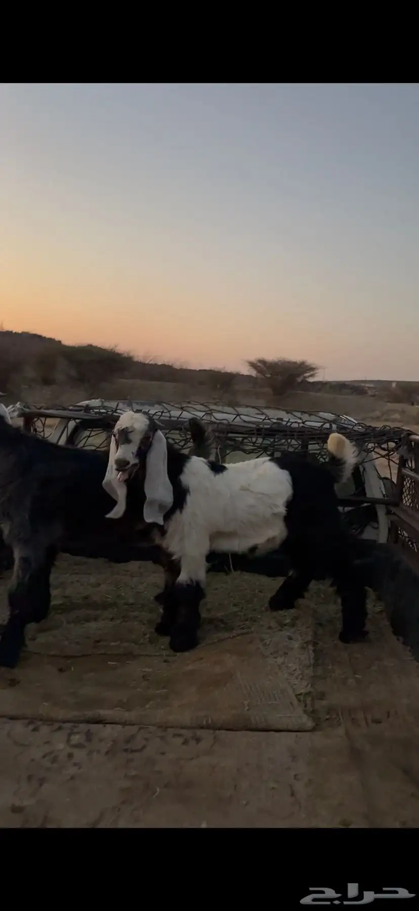 ثنين تيوس عوارض فل شحم ونظيفة 0