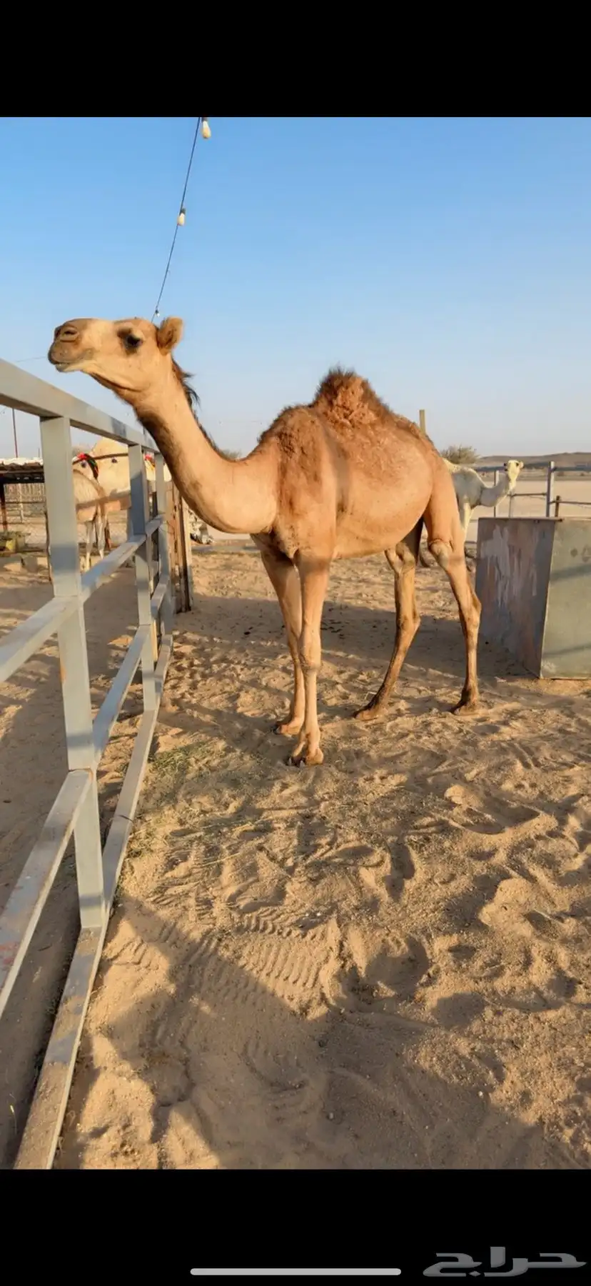للبيع بكره حمراء 1