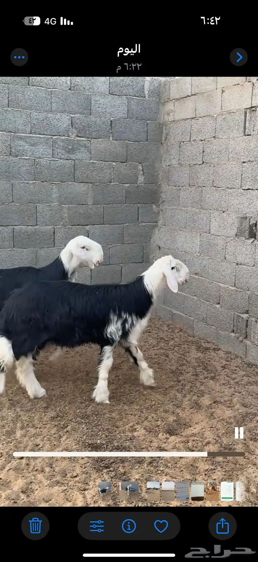 طليان نجد جذعان صنف مغلقات شحم إلى يدور للفحول الطيبه 1