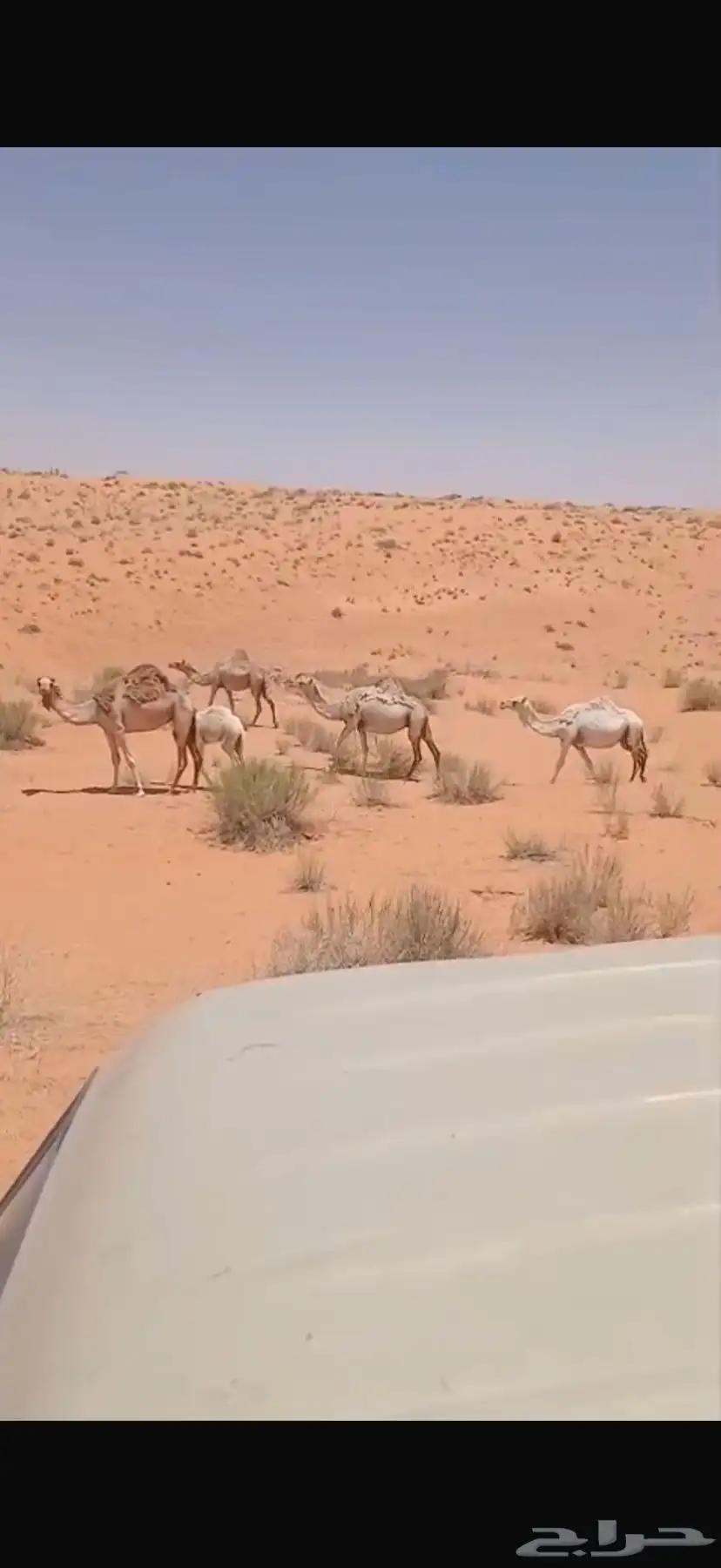للبيع العدد 23 0