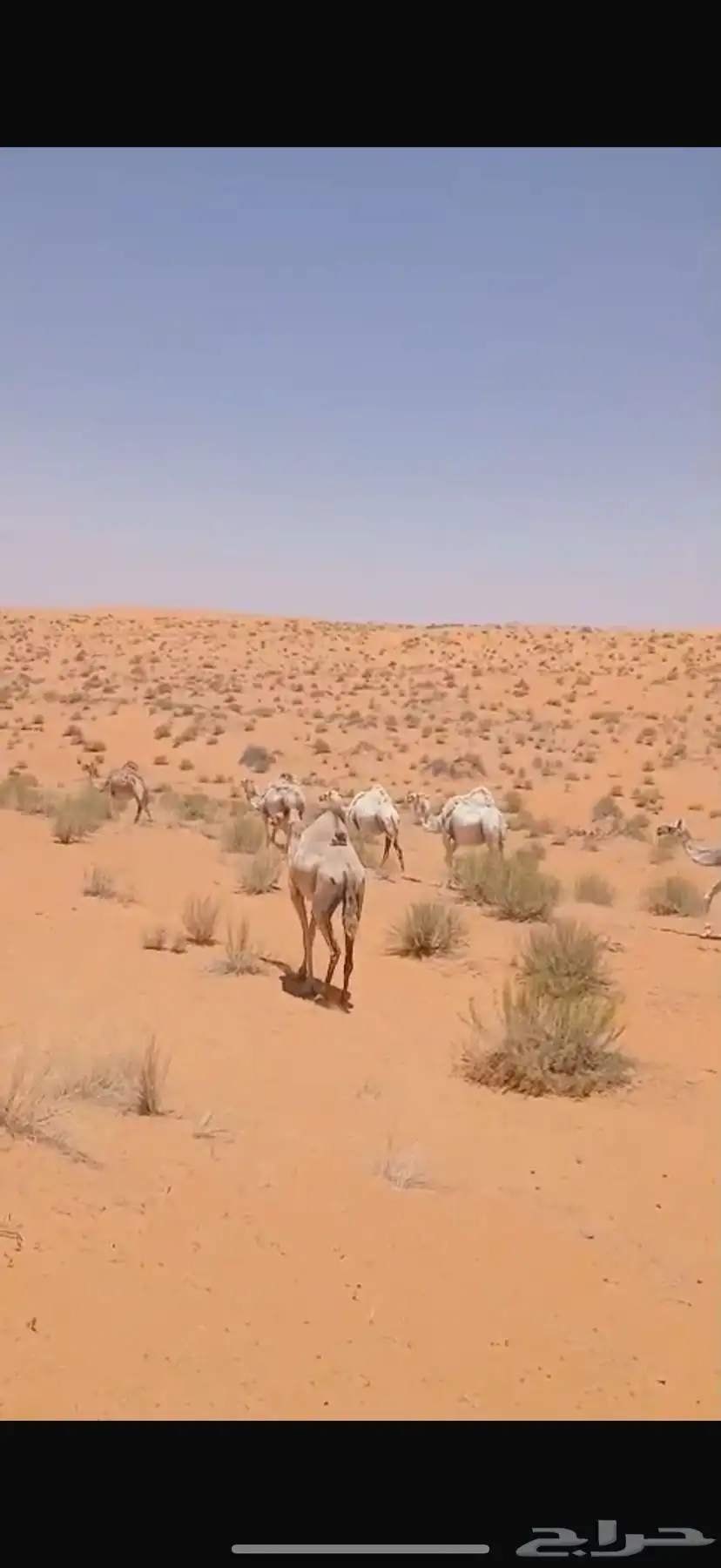 للبيع العدد 23 3