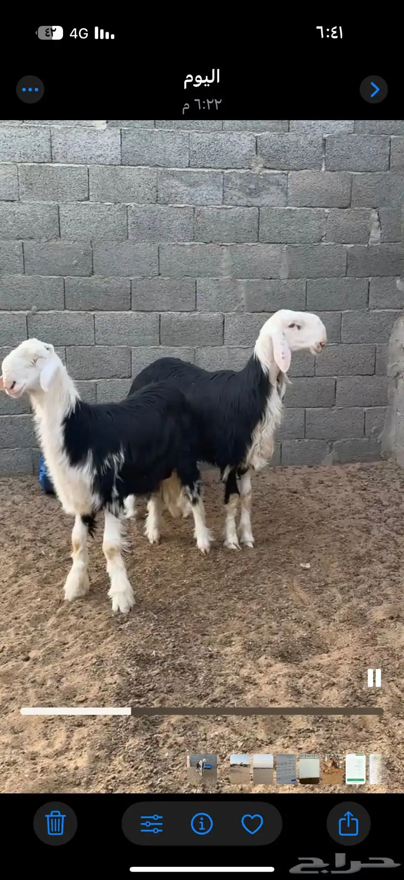 طليان نجد جذعان صنف مغلقات شحم إلى يدور للفحول الطيبه 2