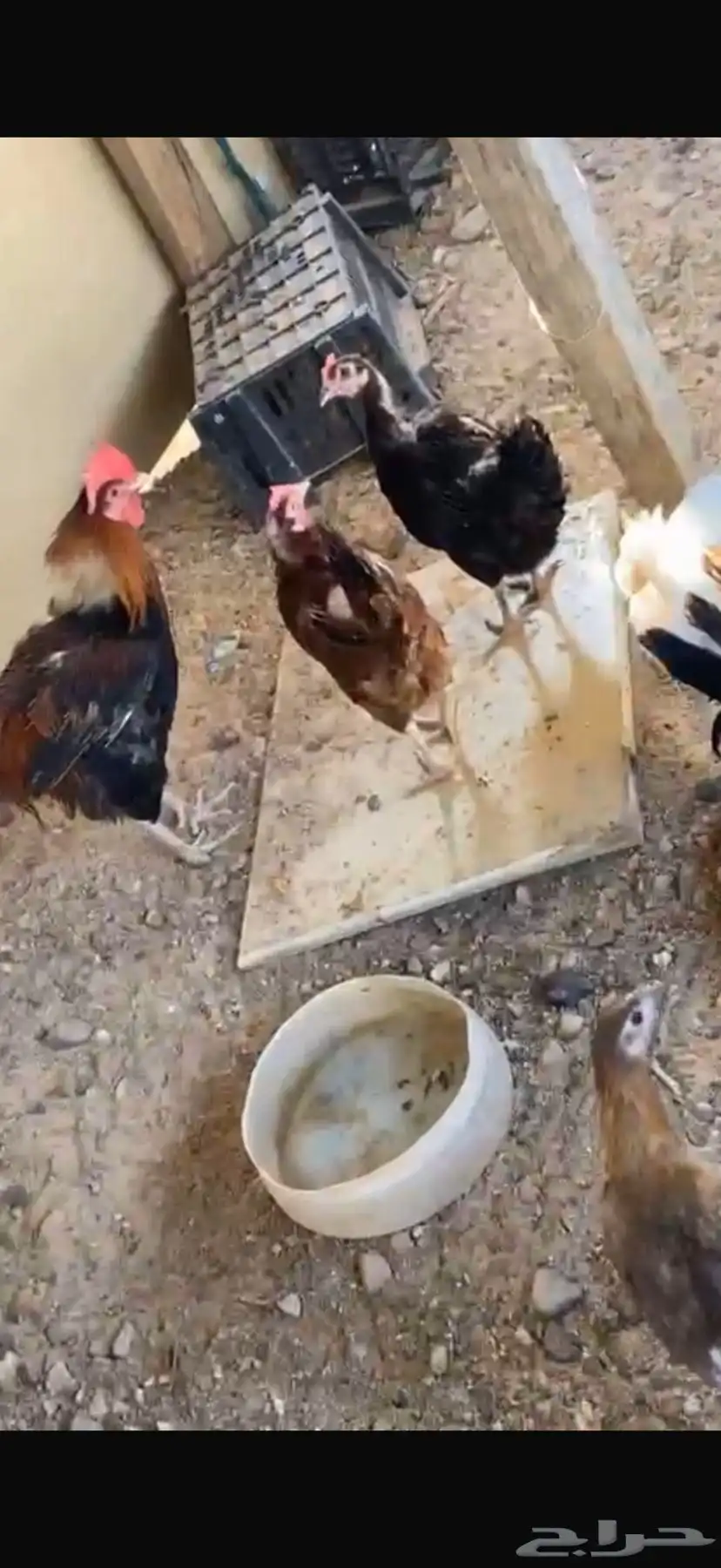 دجاج للبيع بياض 0