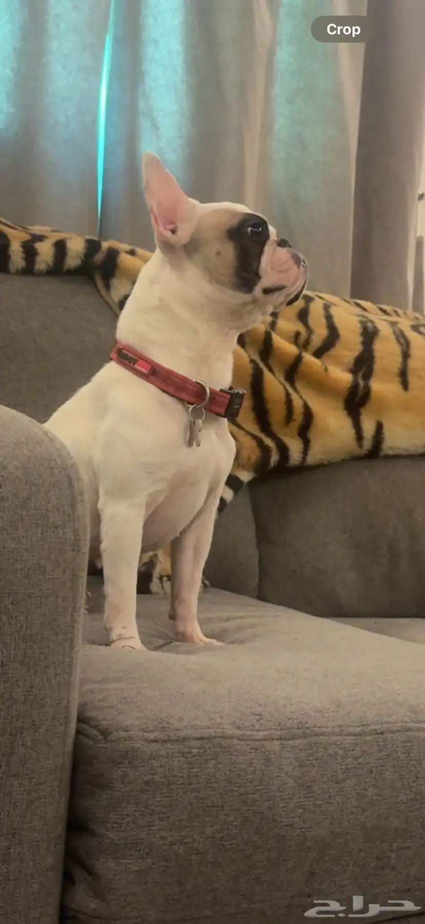 فرنش بولدوق french bulldog 2