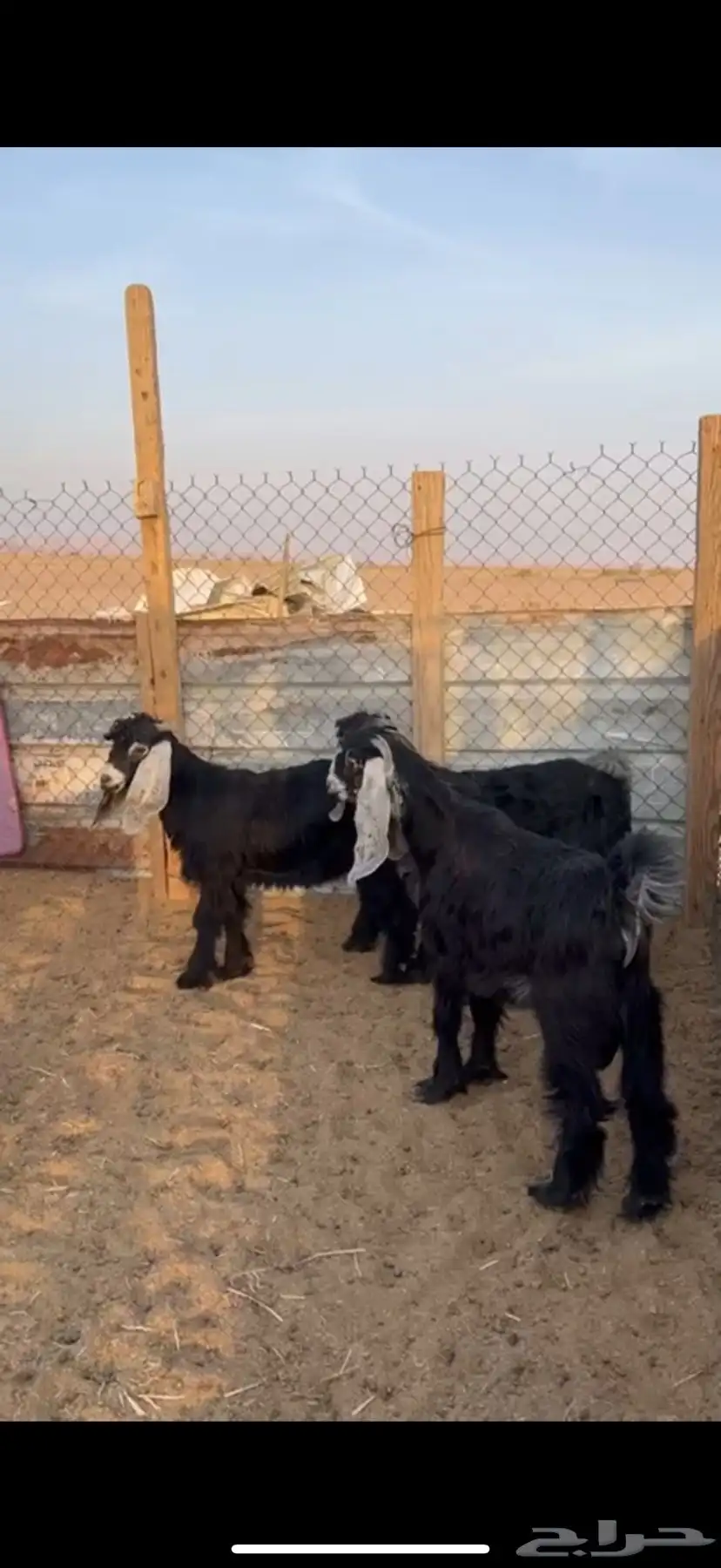 6 تيوس 1