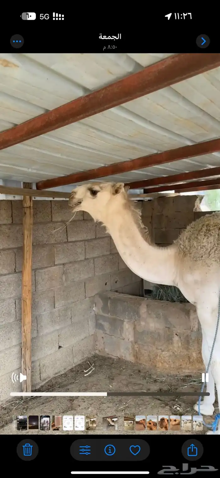 قعود مشروع فحل 2