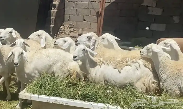 ضان حريات حرش وجروم كاف تم البيع 13