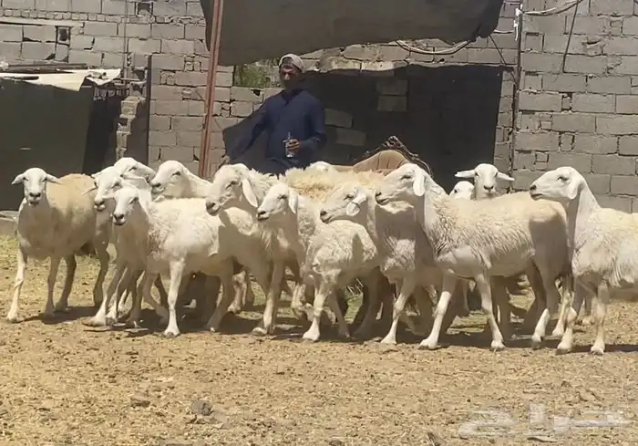 ضان حريات حرش وجروم كاف تم البيع 10