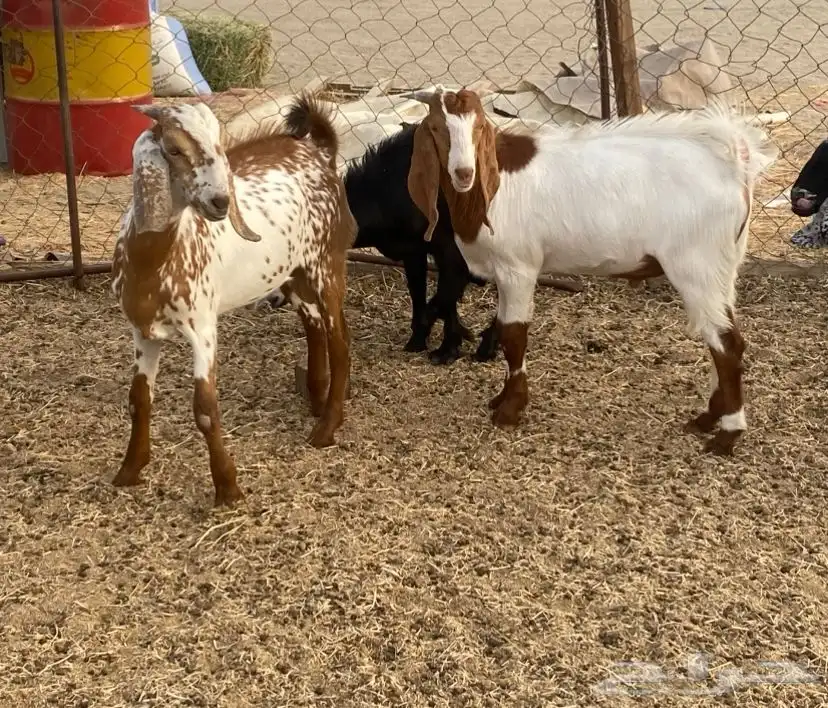 ذبايح للبيع طليان وتيوس 3