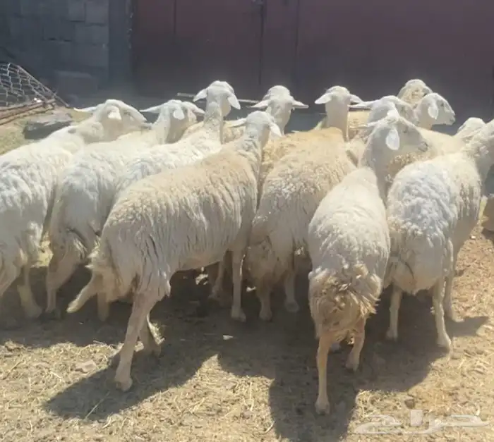 ضان حريات حرش وجروم كاف تم البيع 11