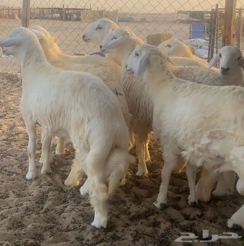 ذبايح للبيع طليان وتيوس 1