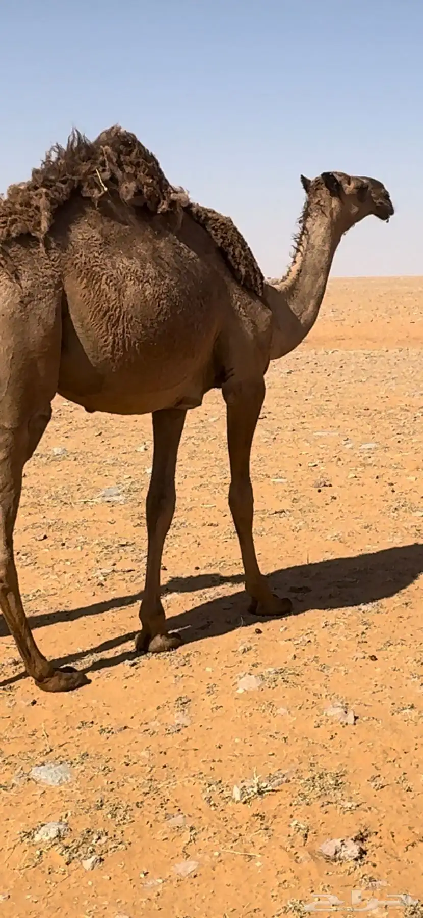 مفروده شعلا كفوو 0