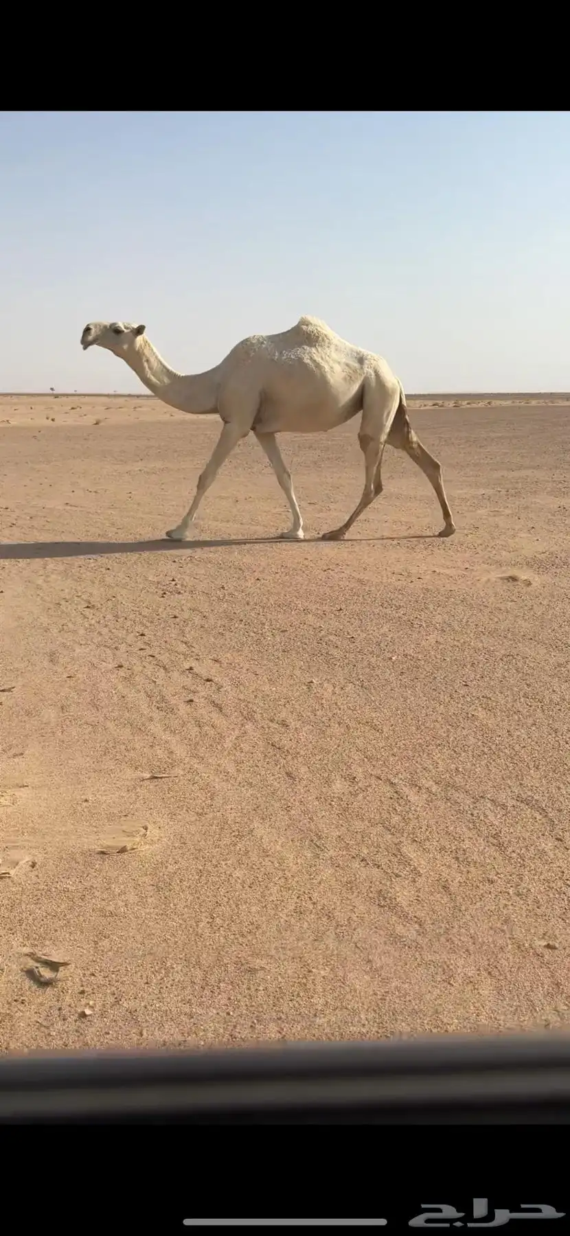 خلفه بكر وبكره ثنيه 5