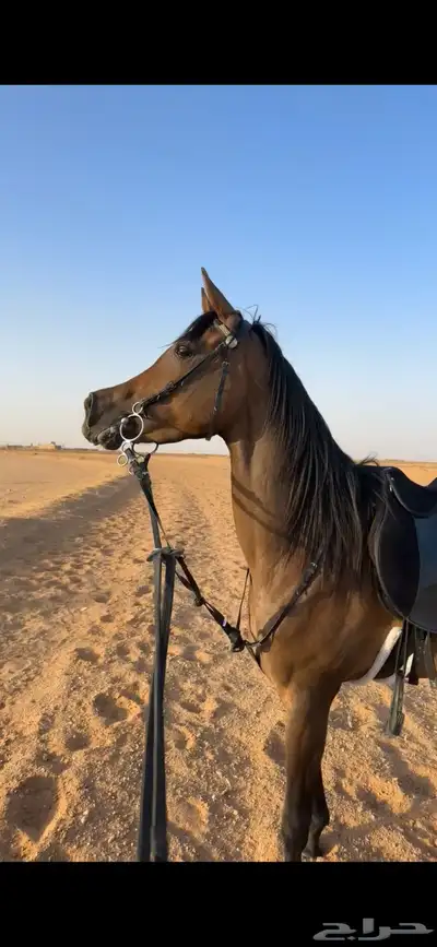 فرس شيخه للبيع 0