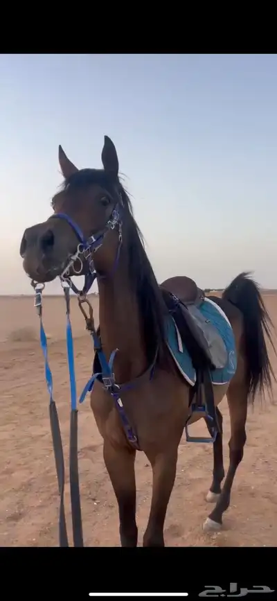 فرس شيخه للبيع 2
