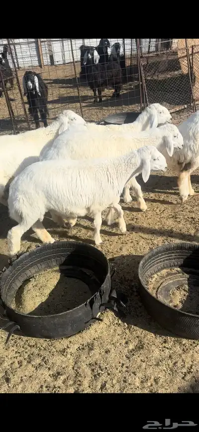 ذبايح طليان وتيوس وجفار 1