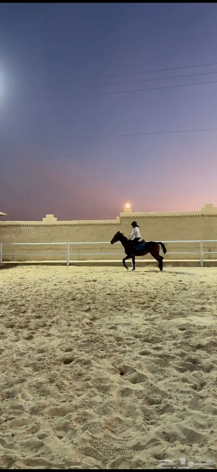 شاليه و اسطبل خيل 1