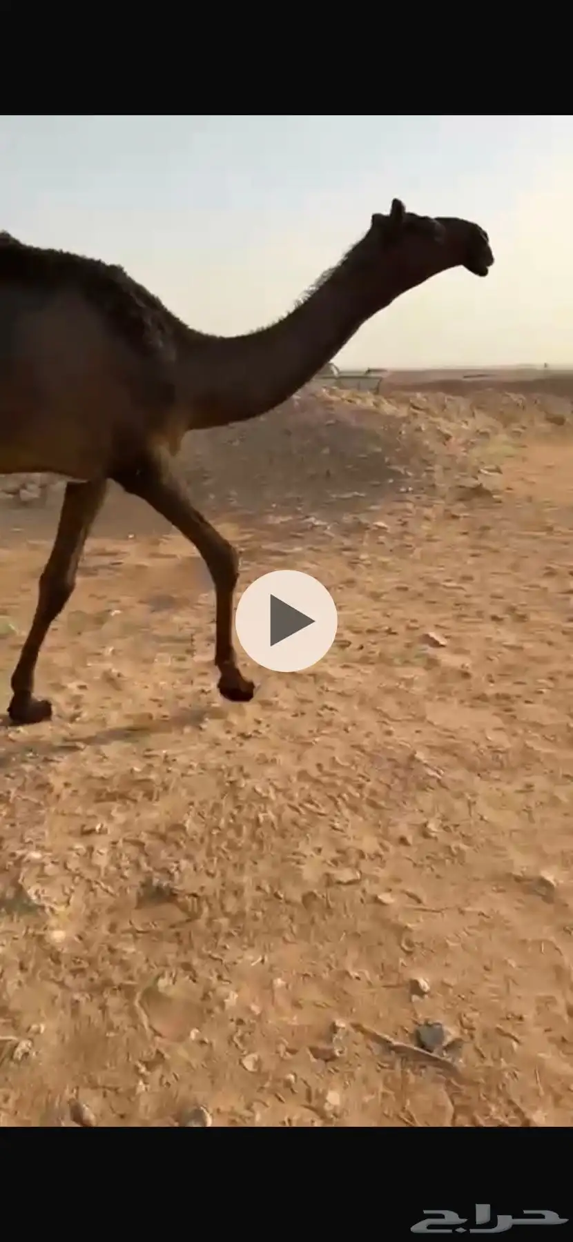 حقه على سليمان ال بادي الصخابره 0