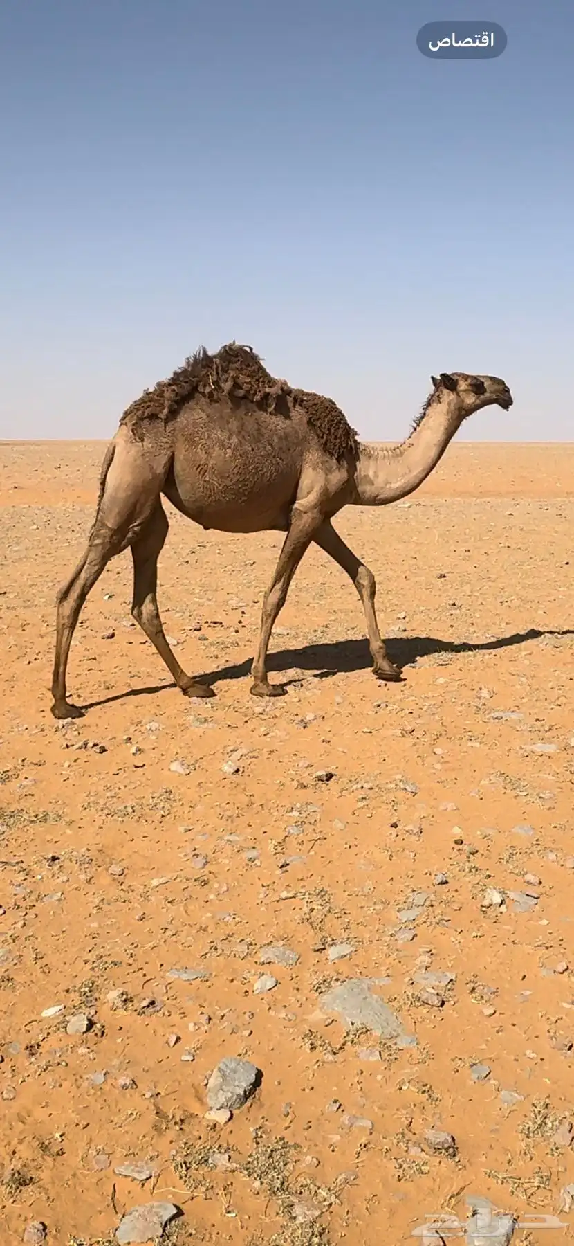 مفروده شعلا كفوو 1