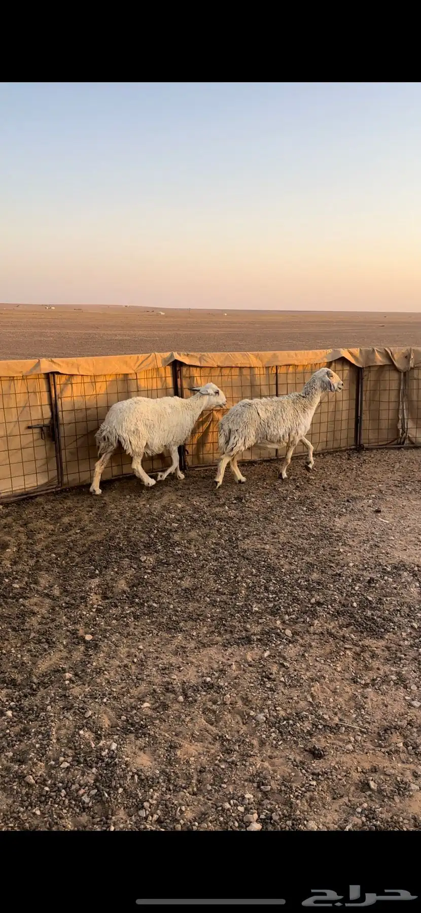 حريات 1